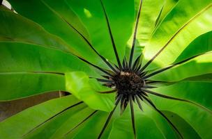 foglia verde felce con luce solare. sfondo della natura. colpo a macroistruzione della struttura della foglia di felce. foglia di felce nella foresta tropicale. concetto di natura ecologica. concetto di ecologia. foglie verdi con un bel motivo in giardino foto