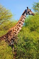giraffa tra gli alberi. safari nel serengeti, tanzania, africa foto