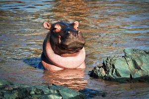 ippopotamo, ippopotamo nel fiume. serengeti, tanzania, africa foto