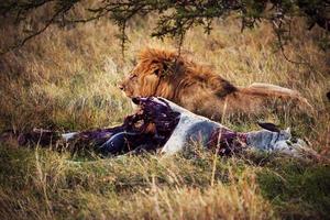 leone e la sua preda sulla savana, serengeti, africa foto
