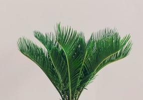 pianta di palma esotica su sfondo chiaro. foto