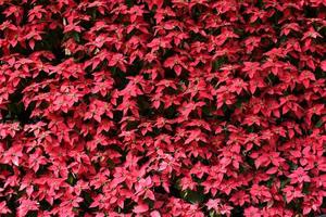 progettazione del paesaggio verticale con piante e fiori sul muro. foto