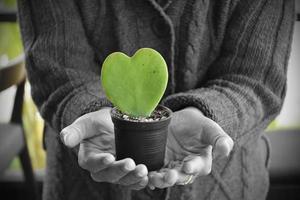 foglia verde di cactus a forma di cuore, concetto di amore e cuore, simbolo dell'occasione di San Valentino. foto