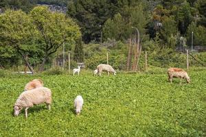 pecore al pascolo su campo verde contro recinzione e alberi nella foresta foto