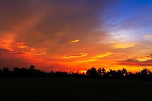 campo di riso al tramonto foto