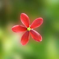 fiore rosso del rangree creeper. foto