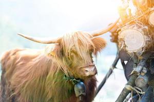 Highlander mucca scozzese al pascolo in estate foto