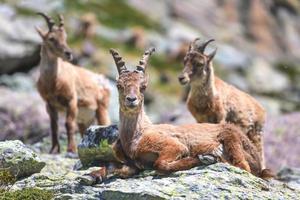 gruppo di capre di montagna all'inizio dell'estate prima del nuovo mantello foto