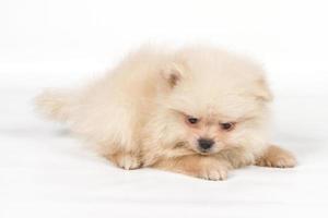 cucciolo di spitz di Pomerania su sfondo bianco foto