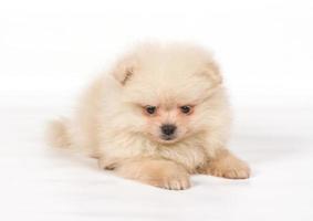 cucciolo di spitz di Pomerania su sfondo bianco foto