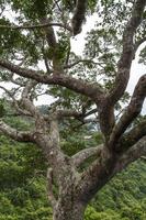 giungla cinese, isola di hainan foto