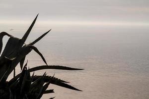 agave sulla costa rocciosa foto