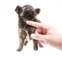 divertente cucciolo chihuahua pone su uno sfondo bianco foto