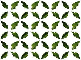 modello di foglie su sfondo bianco foto