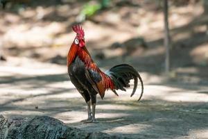 cazzo bantam, bellissimo pollo bantam tailandese in fram dopo che la pioggia si ferma. concetto di conservazione degli animali e protezione degli ecosistemi. foto