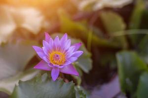 piante di fiori di loto e fiori di loto foto