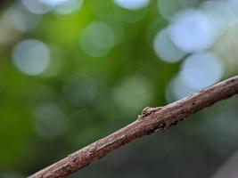 immagine sfocata, bellissimo sfondo verde naturale foto