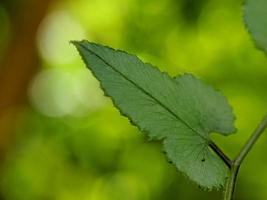 foto macro, messa a fuoco, dettaglio del fogliame di piante selvatiche