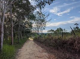 lo scenario nelle piantagioni di gomma del kalimantan foto