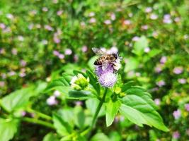 primo piano di fiori selvatici e api foto