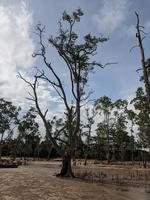 alberi sulla spiaggia foto