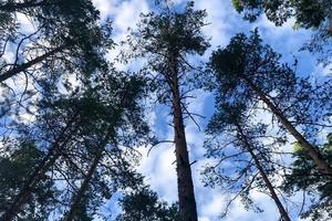 vista degli alberi di pino silvestre dal basso foto