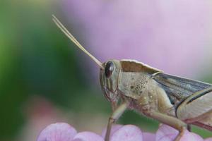 robinia adulta foto