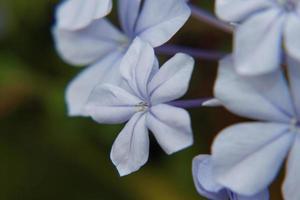 macro di fiori di plumbago foto