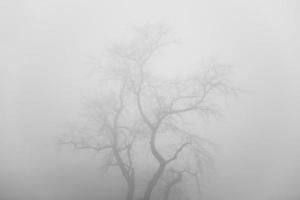 albero nella nebbiosa giornata invernale foto