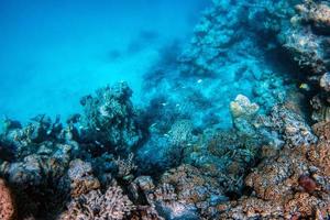 barriera corallina subacquea e pesci nell'Oceano Indiano, Maldive. foto