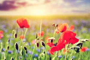 campo di papaveri, primo piano fiori di papaveri. paesaggio estivo al tramonto foto