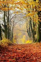 autunno, foresta autunnale. percorso di foglie rosse verso la luce. foto