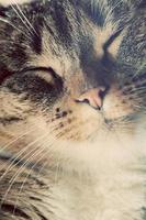carino piccolo gatto ritratto. occhi chiusi in un momento assonnato e felice. foto