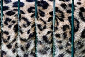 un grosso gatto in gabbia, la sua pelliccia dietro le sbarre dello zoo, cattività foto
