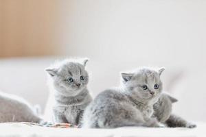 cucciolata di gattini in casa. british shorthair foto