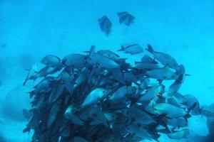 banco di pesce pesce nell'Oceano Indiano, Maldive. foto