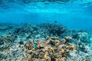 barriera corallina subacquea e pesci nell'Oceano Indiano, Maldive. foto