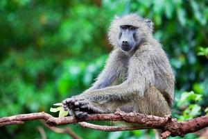 scimmia babbuino nel cespuglio africano foto