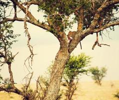 leopardo che mangia la sua vittima su un albero in tanzania foto