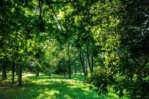 verde parco estivo paesaggio vivido foto