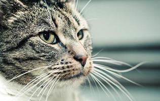 simpatico ritratto di faccia di gatto. adorabile serie di gattini. foto