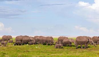 branco di elefanti nella savana. safari ad amboseli, kenya, africa foto