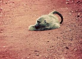 babbuino scimmia sulla strada africana foto