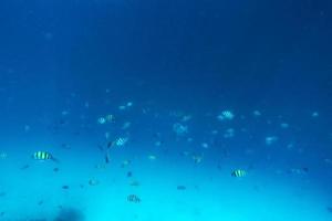 banco di pesce pesce nell'Oceano Indiano, Maldive. foto