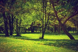 parco verde primavera estate. alberi in fiore, denti di leone foto