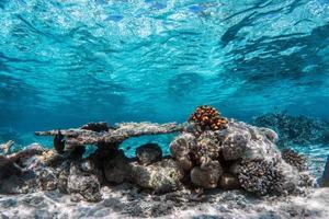 barriera corallina subacquea e pesci nell'Oceano Indiano, Maldive. foto