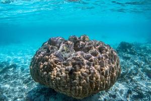 barriera corallina subacquea e pesci nell'Oceano Indiano, Maldive. foto