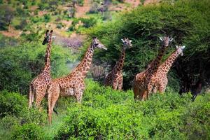 giraffe nella savana. safari a tsavo ovest, kenya, africa foto