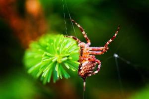 ragno da giardino europeo chiamato ragno incrociato. specie araneus diadematus foto