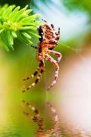 ragno da giardino europeo chiamato ragno incrociato. specie araneus diadematus foto